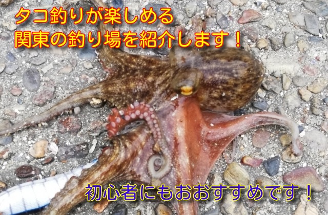タコ釣り　関東　タイトル　画像